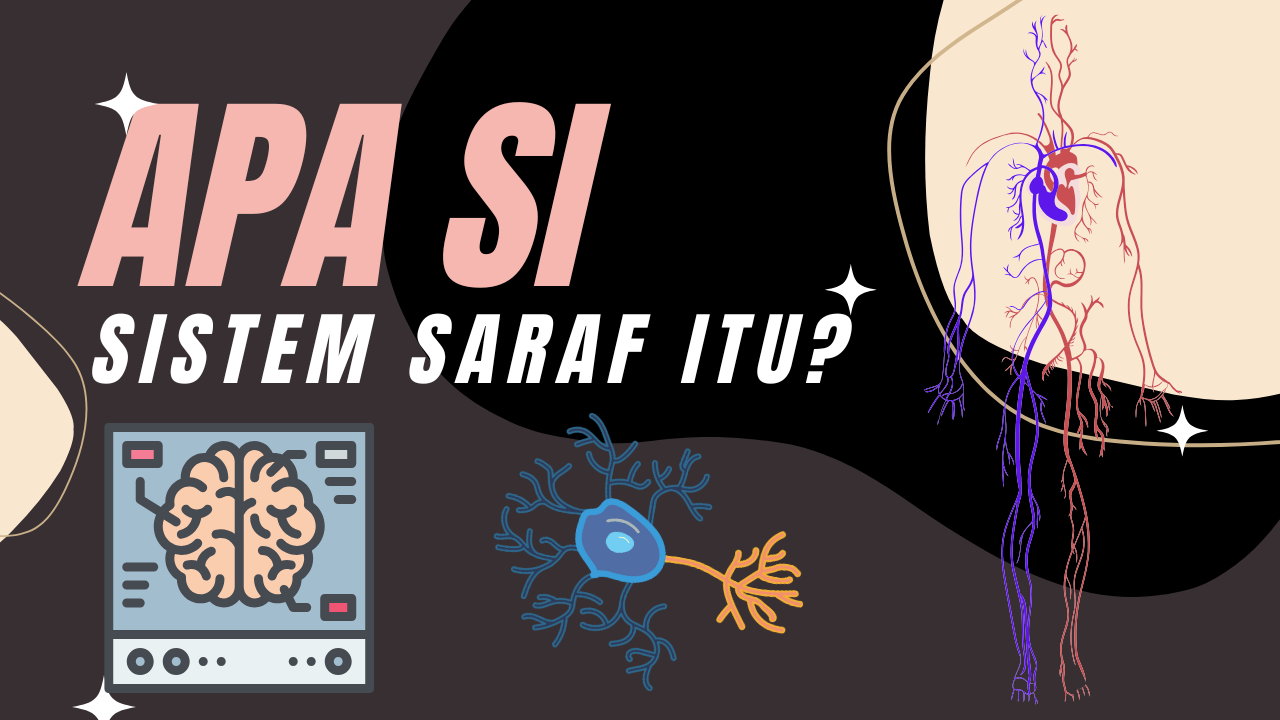 Mengenal Sistem Saraf Manusia