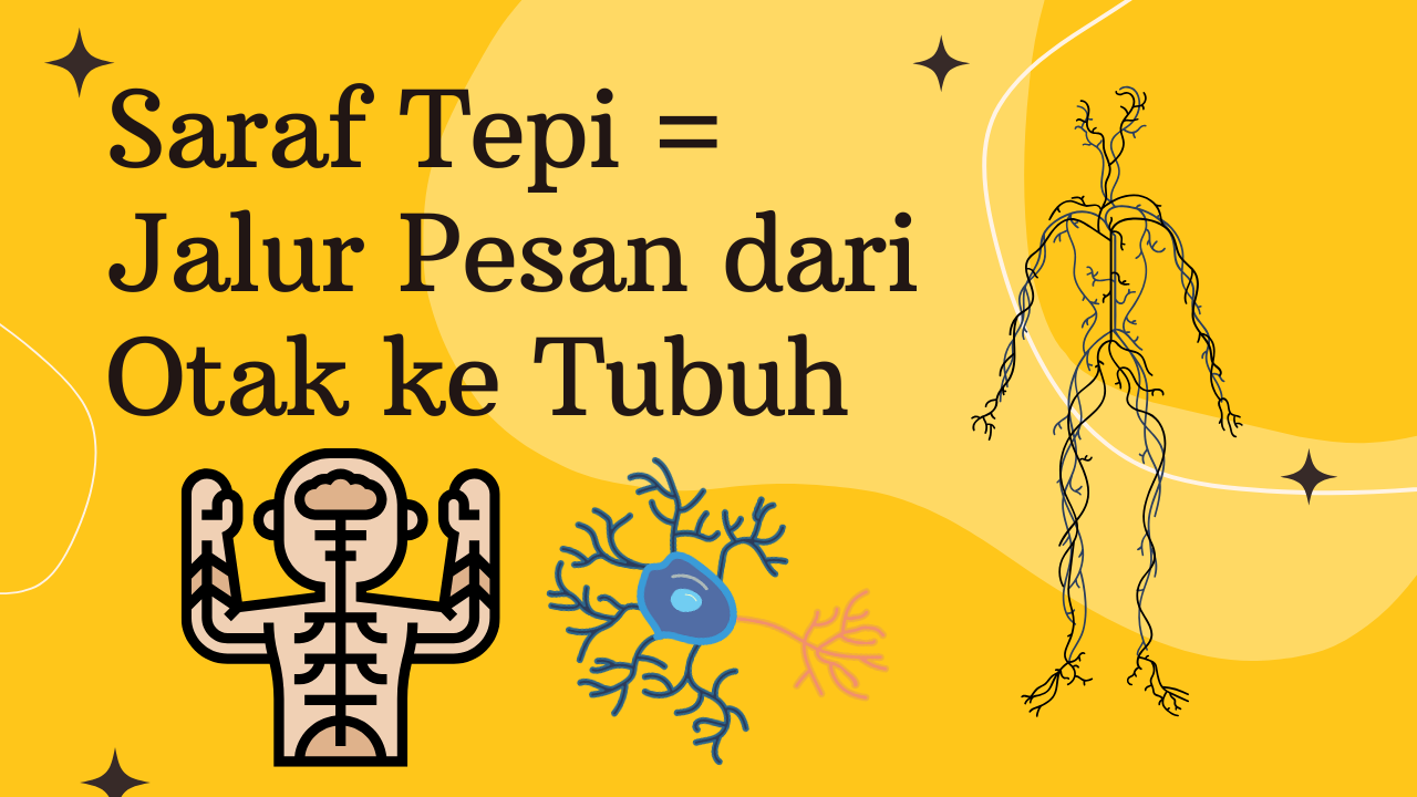 Mengenal Sistem Saraf Tepi: Jaringan Penghubung Otak dan Tubuh